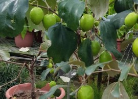 plant__china_jujube_1547550265_214ccf6b_progressive (1)